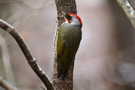 Japanese Green Woodpeckers