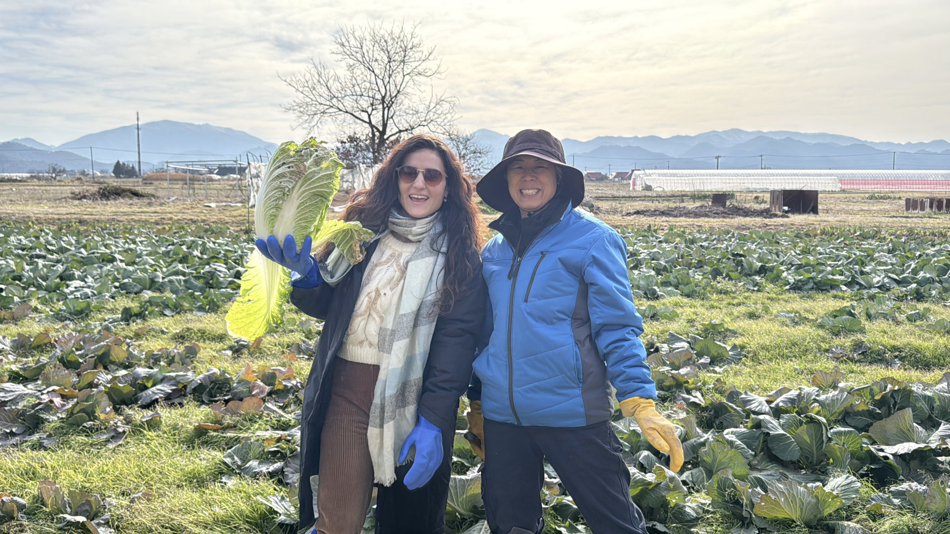 Harvesting in the Fields