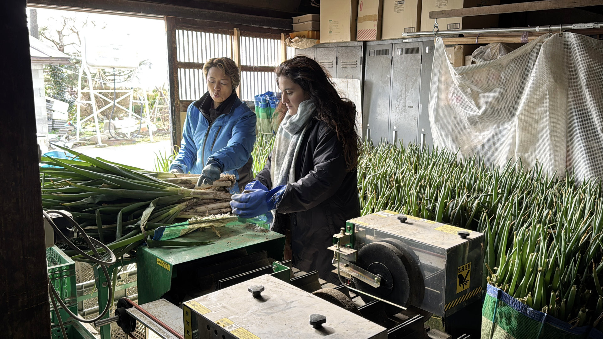 Not only harvesting, but also packing the green onions was part of the experience.